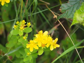 Parc Chlorophylle (Belgie)